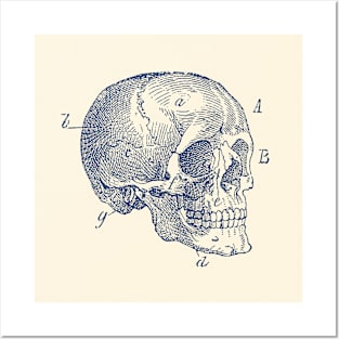 Skull Diagram - Vintage Anatomy Poster Posters and Art